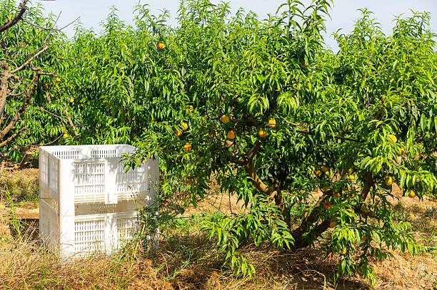 From Tree to Table: Peach Tree with Ripe Fruit and White Harvest Crate.