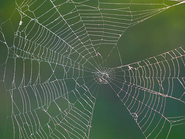 istock Close-up of spider web against foliage 2220006487