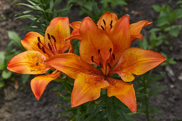 istock Lily (lat. Lilium) blooms in the garden. 2220006528