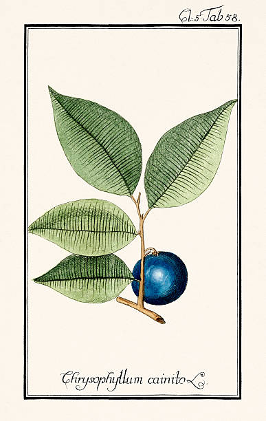 Antique botanical illustration from a book on exotic plants and fruits. Published in Germany, Ca.1785. Chrysophyllum cainito