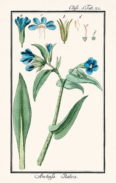 istock Antique botanical illustration from a book on exotic plants and fruits. Germany, Ca.1785 2220006608
