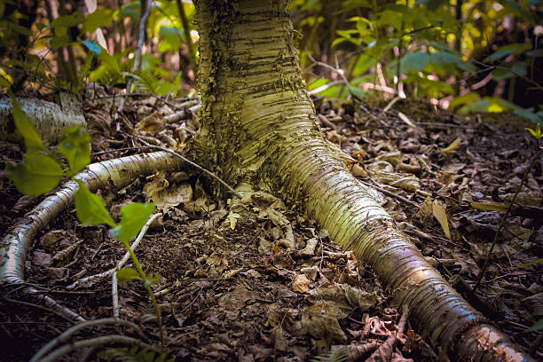a yellow birch tree trunk wrapping around a large rock surface as it grows. concept of adaptability and determination