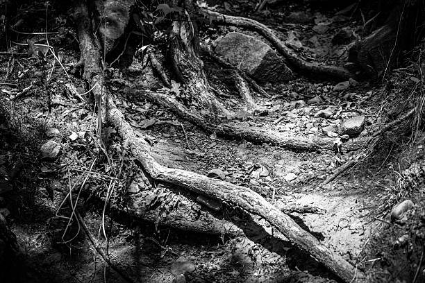istock twisted tree roots exposed on the ground on a steep trail. 2220011588