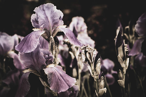 istock close-up view of several Bearded Iris flowers with isolated color 2220011662