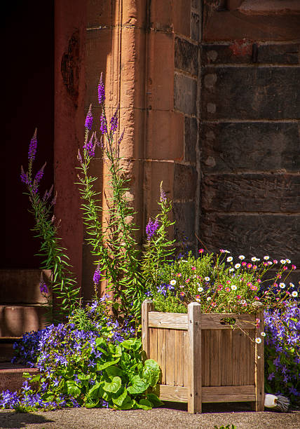 Multi coloured summer flowers in a wooden box at the front of the door of the old residential building in Edinburgh, bricks wall behind