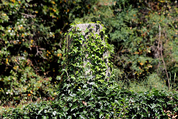 Hedera helix, also called common ivy or English ivy, climbs an aged stone post with glossy green, lobed leaves, forming dense ground cover in a shaded woodland clearing