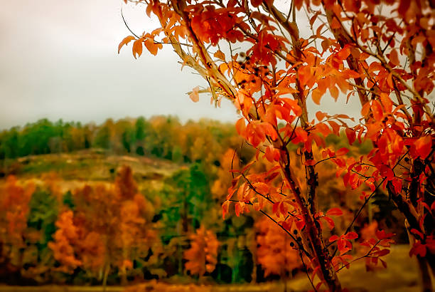 Crape myrtle (Lagerstroemia indica) is pictured with autumn foliage, Nov. 6, 2008, in Northport, Alabama. Crape myrtles bloom throughout the summer and offer a showy display of autumn foliage.