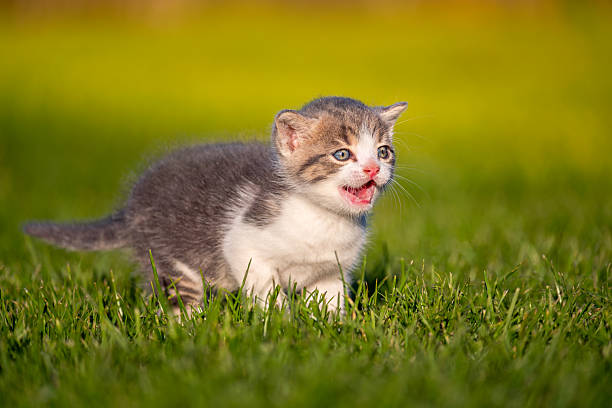 A pretty cat kitten in the green grass on a sunny day. Selective focus.
