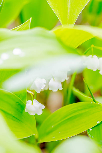 Lily of the valley, white flower