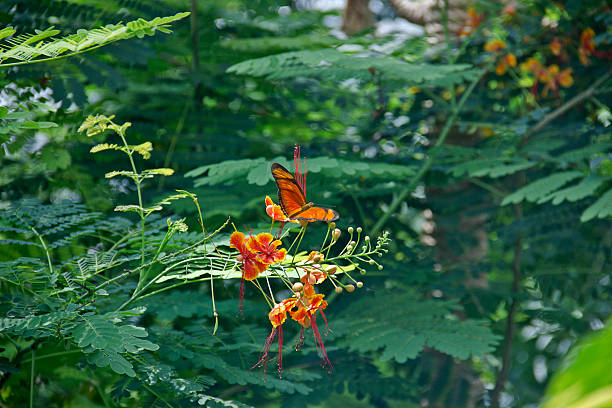 Organs butterfly nature