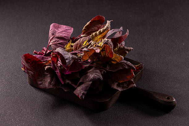 Freshly harvested red amaranth leaves, vibrant and ready to be used in salads, stir-fries, or as a nutritious garnish