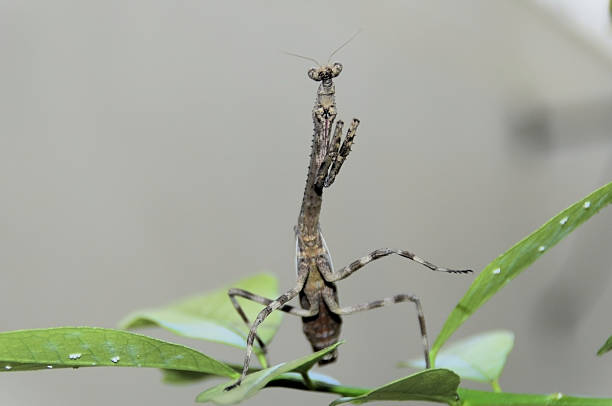 green adult female of praying mantis