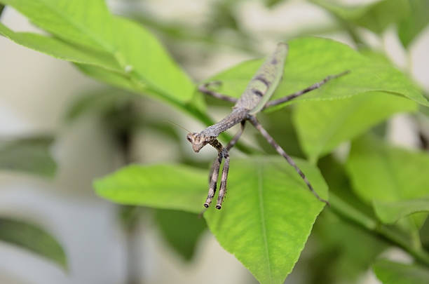 Macro shot of an Indian flower mantis (Creobroter gemmatus) among green leaves. It is a species of praying mantis native to Asia.