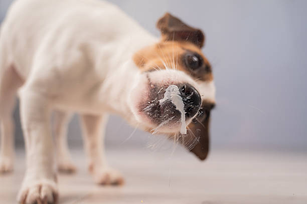Jack Russell Terrier Dog Licking Glass