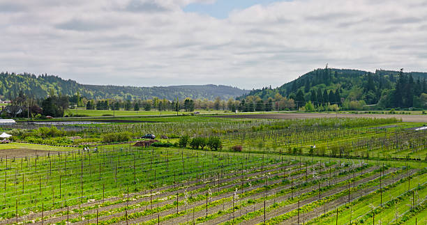 istock Low Drone Shot of Young Apple Trees in Orchard on Spring Day 2220020424