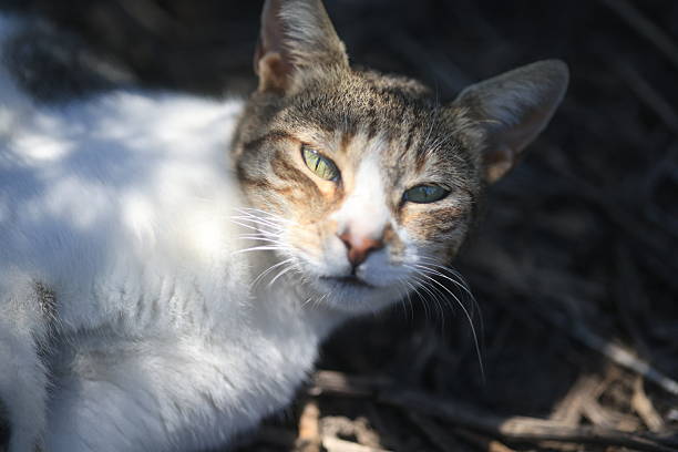 Man petting gray sun light cat in garden,close up