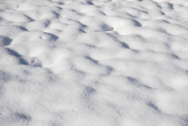 close on drift snow background, winter seasonal scene
