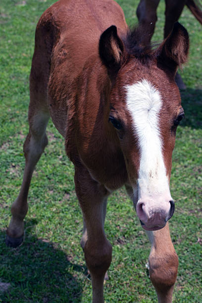 Portrait of a young brown and white horse.