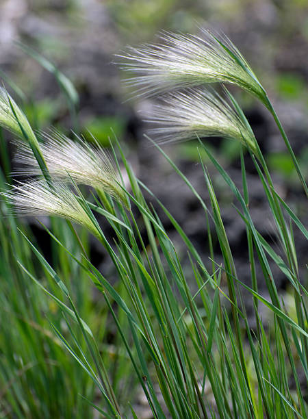 istock Close up of wispy wildflowers. 2220028012