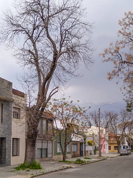 istock Deserted suburban street with leafless tree 2220029196
