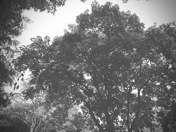 Suydam Park, Forest Hill, Toronto
