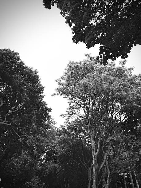 Suydam Park, Forest Hill, Toronto