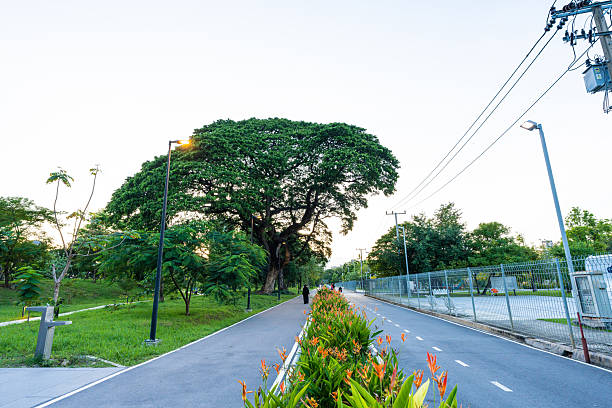 istock Green city park with sunset blue sky cloud pathway and beautiful trees track running  walking relax in park 2220032618