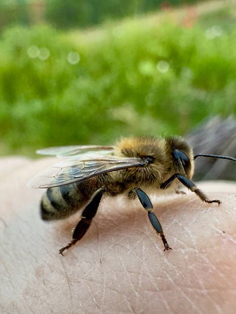 istock Honeybee rests gently on human skin in summer garden 2220033558
