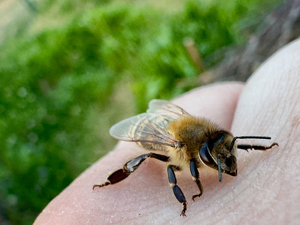 istock Honeybee rests gently on human skin in summer garden 2220033762