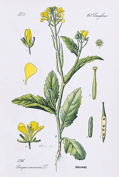 Flora von Deutschland	Dr. Thomé  - Rare/Original from Flora of Germany, Austria and Switzerland 1886
