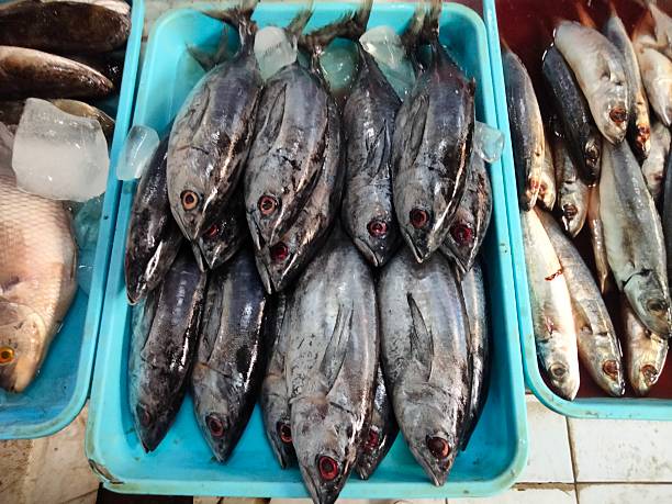 Display of fresh tuna, likely Skipjack, arranged for sale in a market setting.