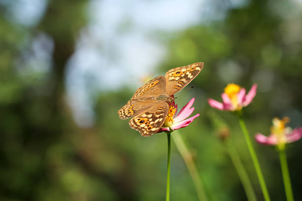 Photo of Junonia Lemonias butterfly perched on a flower.