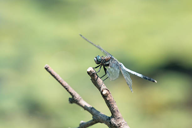 Background material with a motif of insects in the natural environment