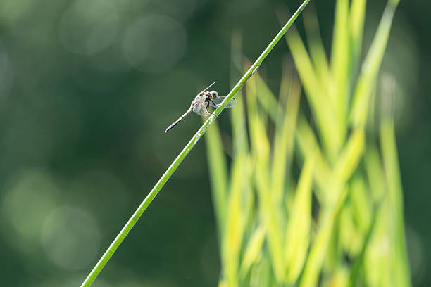 Background material with a motif of insects in the natural environment