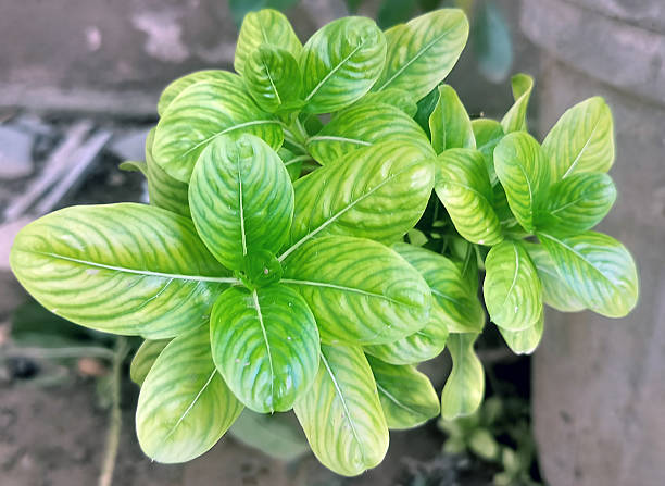 istock Fiddle fig or ficus lyrata in plastic pots n wood table white home 2220044823