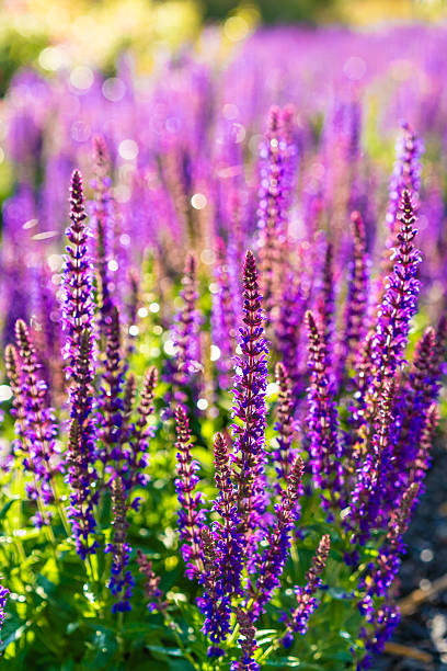 istock Purple sage in bloom, close-up 2220044962