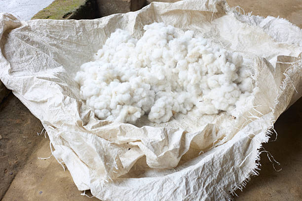 Fluffy white cotton is piled on a neutral-colored cloth in preparation for spinning or textile processing.