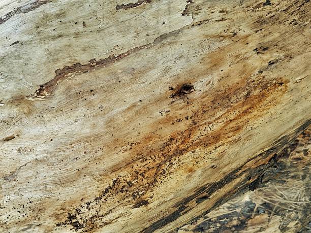 istock Close up of tree bark or wooden texture background 2220045528