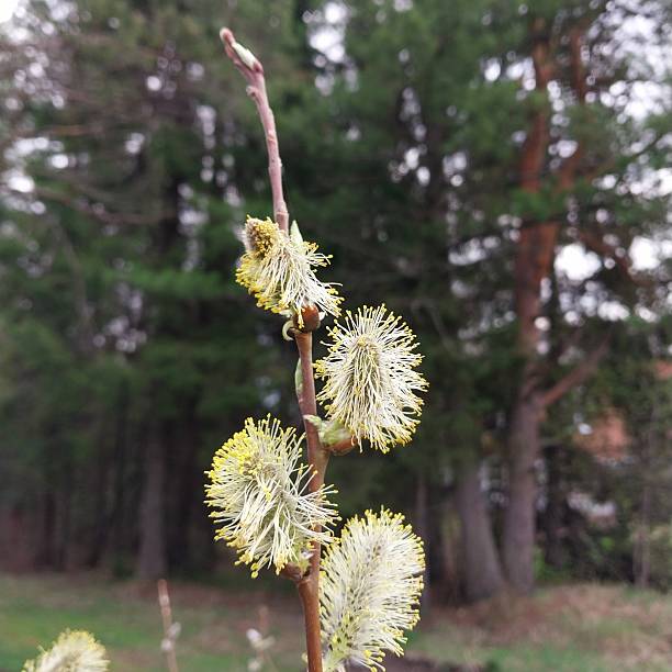 The image shows a close-up of a branch of a tree with small, white flowers. The flowers are in full bloom and have a delicate, feathery appearance. The branch is thin and brown, and the background is blurred, but it appears to be a wooded area with trees and grass. The sky is overcast and the overall mood of the image is peaceful and serene.
