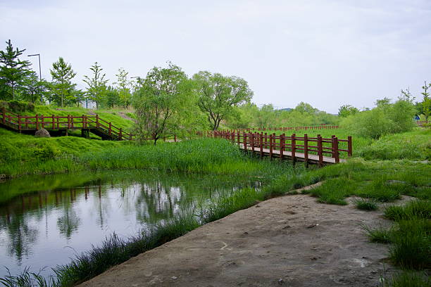 Incheon, South Korea - May 19th 2025: A wooden boardwalk crosses the wetland reeds and reflective waters of Duri Ecological Park, allowing visitors to explore the area's preserved riparian ecosystem.