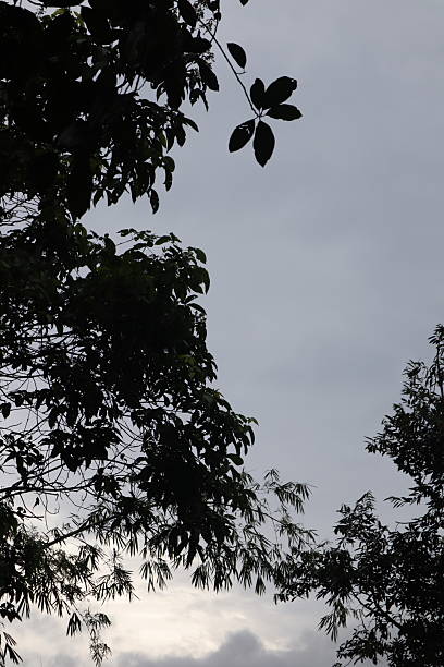 photo of sky and trees, leaves