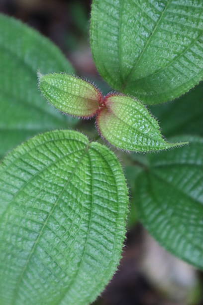 istock photos of plants in nature 2220050007