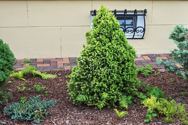 istock Juniper bush in the garden. 2220052116