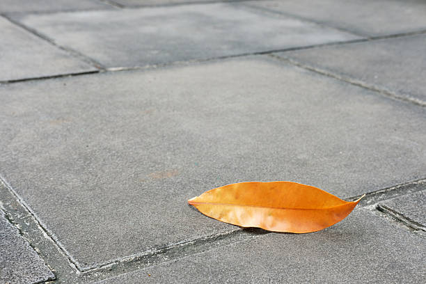 Autumn leaf on asphalt