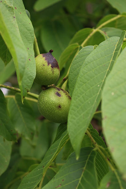 istock Rotten walnut fruits on branches with dark brown spots 2220056533