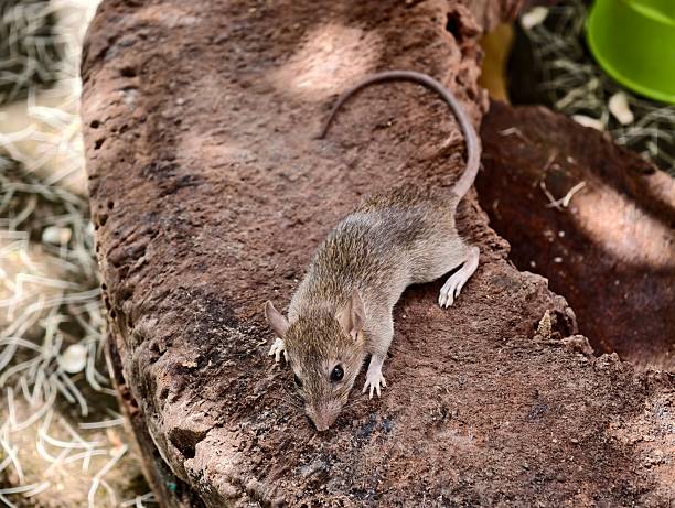 istock A field rat, Rattus argentiventer 2220057620