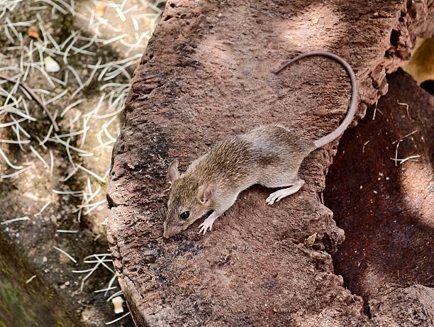 istock A field rat, Rattus argentiventer 2220057626