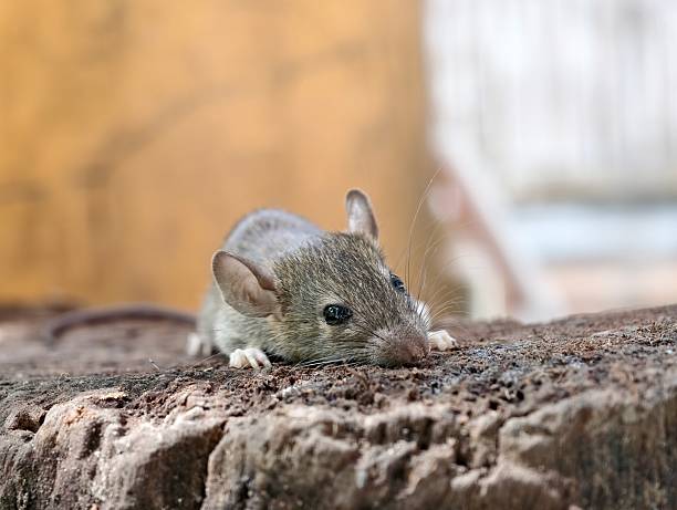istock A field rat, Rattus argentiventer 2220057646