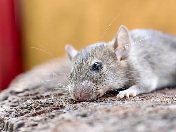 istock A field rat, Rattus argentiventer 2220057701