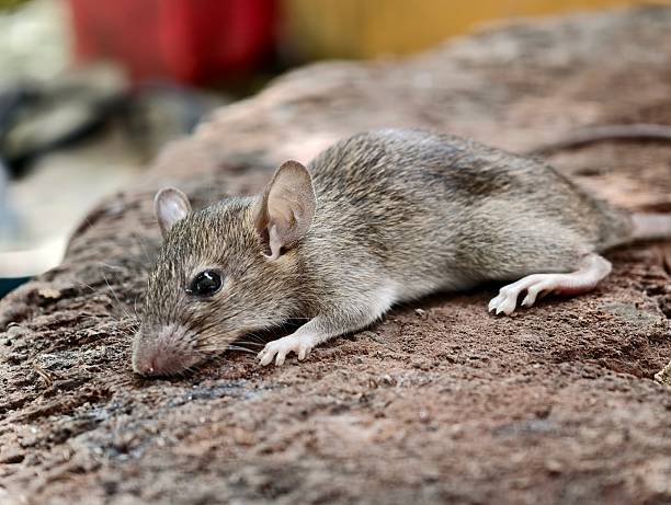 istock A field rat, Rattus argentiventer 2220057703